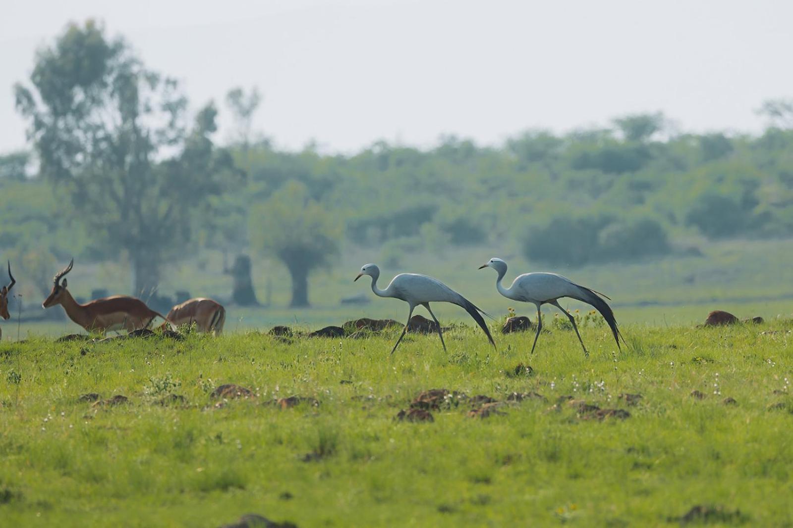 ליידיסמית Nambiti Plains Lodge מראה חיצוני תמונה