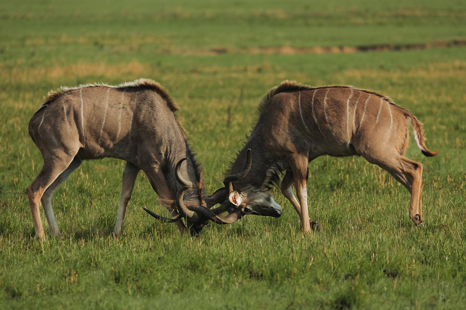 ליידיסמית Nambiti Plains Lodge מראה חיצוני תמונה